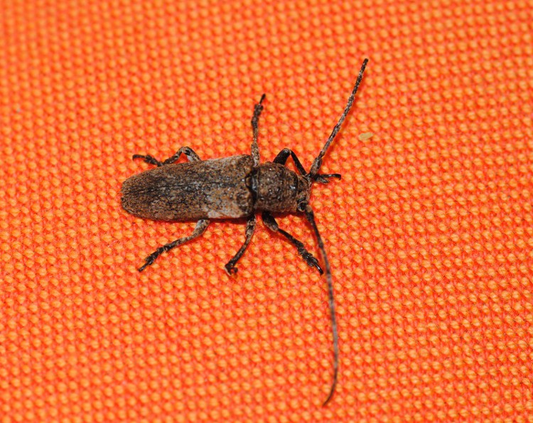 Id - Niphona picticornis (Cerambycidae)